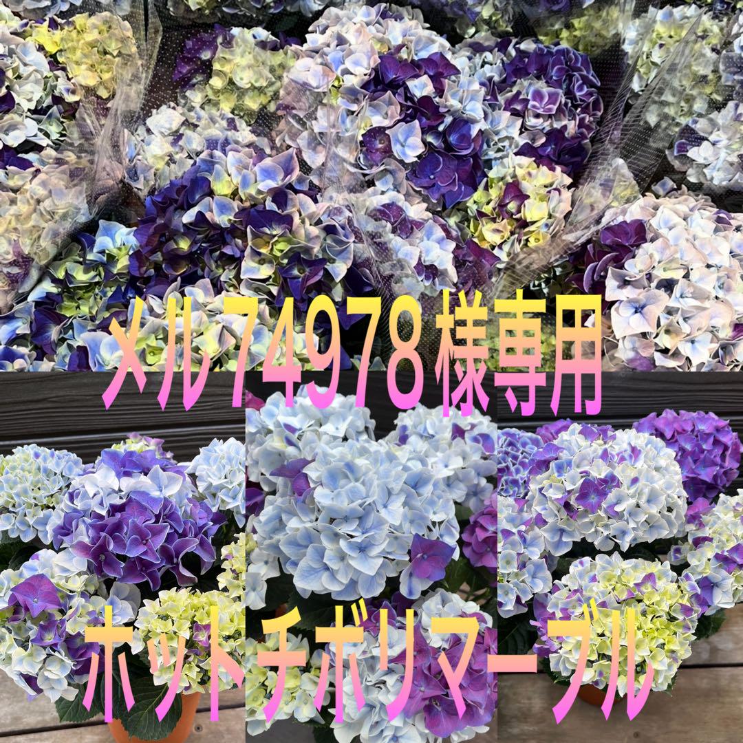 メル74978様専用　紫陽花　アジサイ　ホットチボリマーブル　ブルー　5号