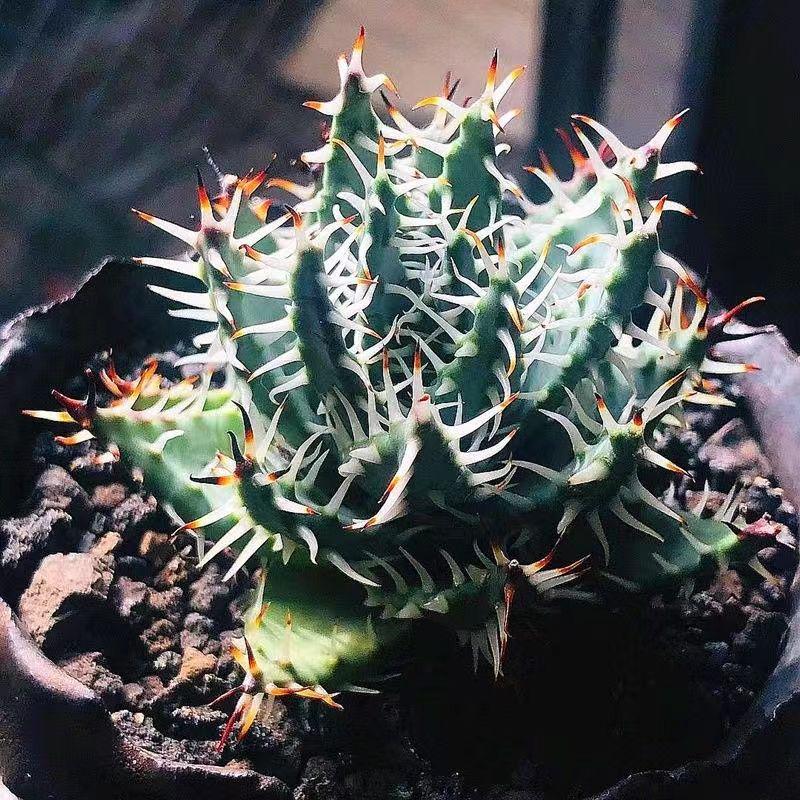 4株 多肉植物アロエerinacea黒魔殿希少アロエ植物