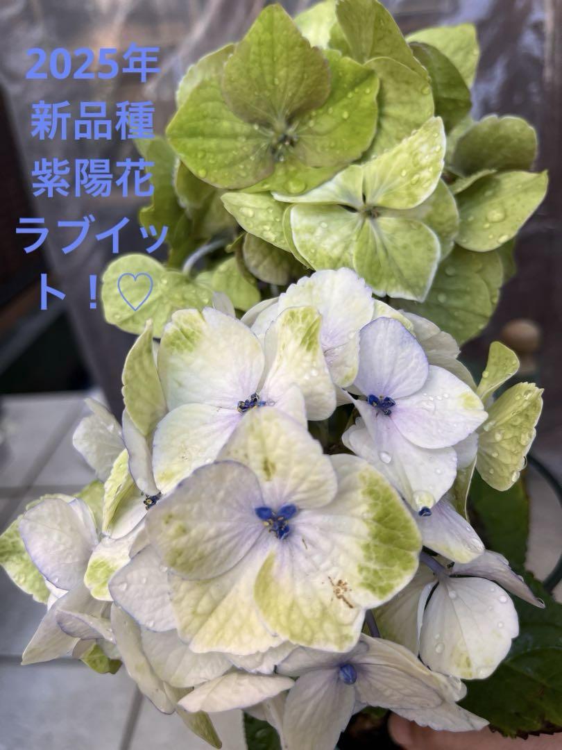 花冷え。ラビットロンTサイズM未開封 花冷え。ラビットロンTサイズM未開封 - メルカリ