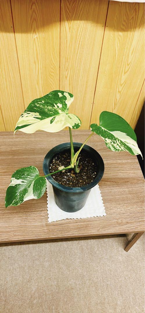 斑入り　モンステラ　デリシオーサ　白　ホワイト
