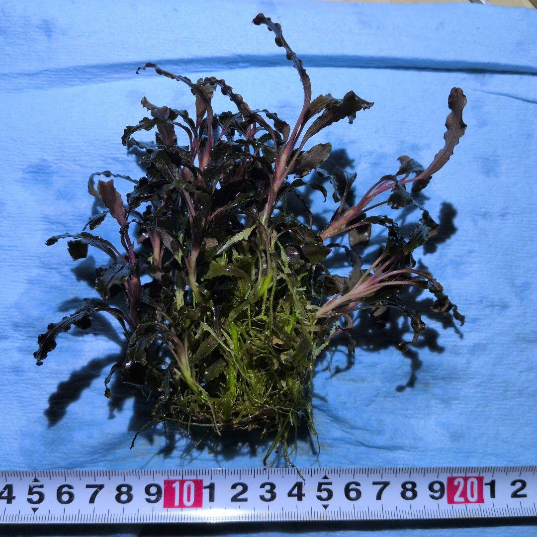 ブセファランドラ　クダガン　　　群生株