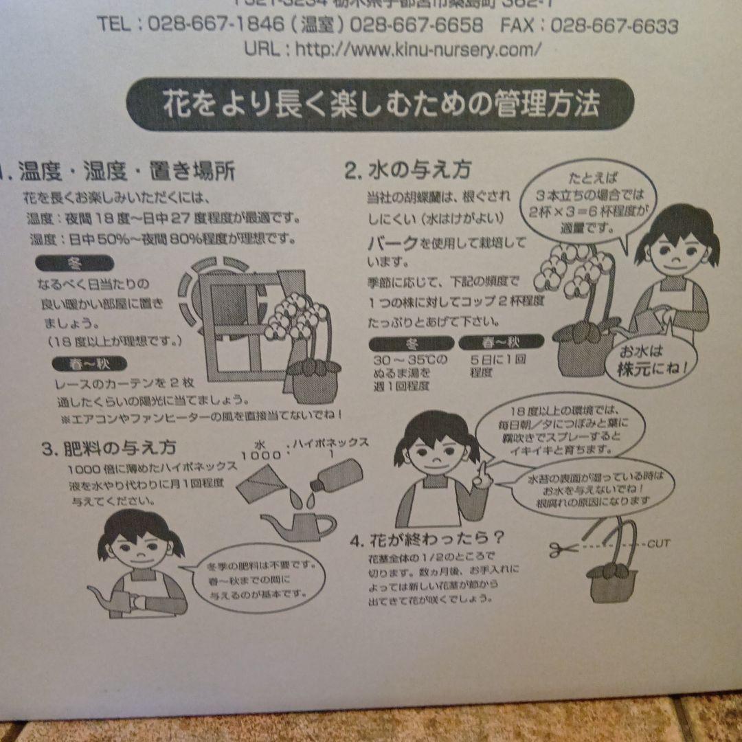 ファレノプシス小雪ミディ胡蝶蘭５本立ち８寸陶器鉢入り新品、♥