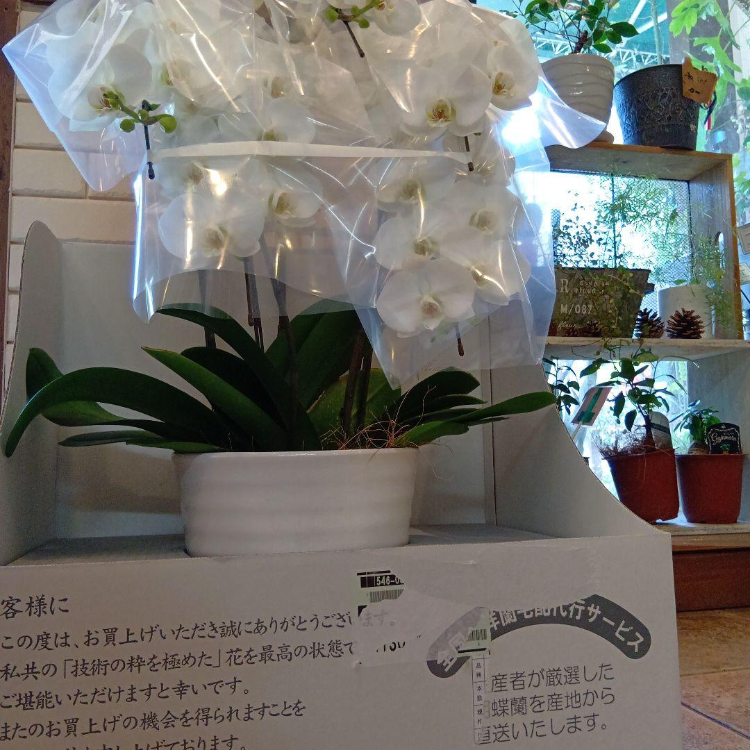 ファレノプシス小雪ミディ胡蝶蘭５本立ち８寸陶器鉢入り新品、♥