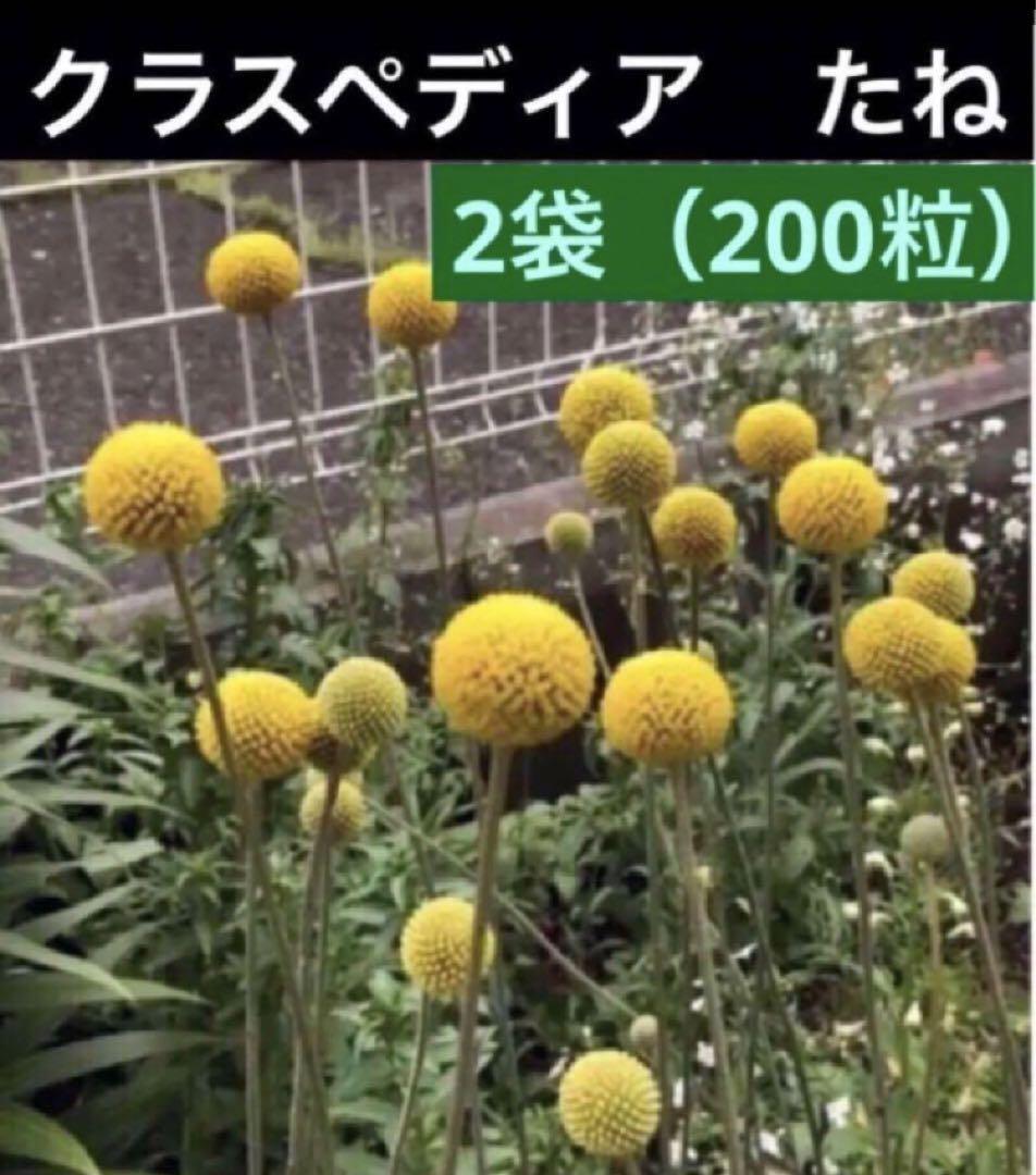 ペンステモン 苗1株