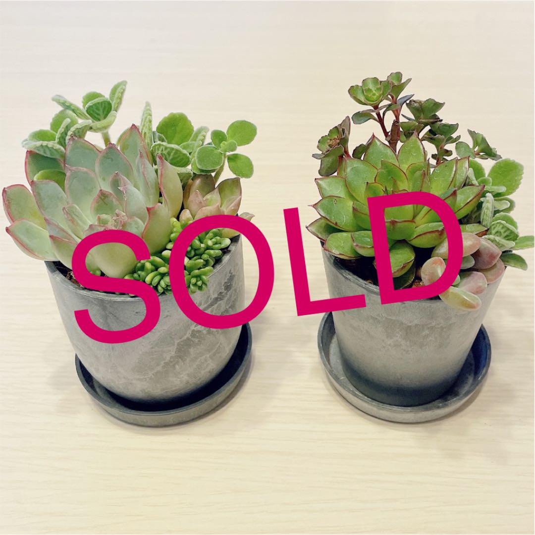 すぐに飾れる 多肉寄せ植え2個セット 花器付き G対策のアロマティカス入り2種 メルカリ すぐに飾れる 多肉寄せ植え2個セット 花器付き G対策のアロマティカス入り2種 メルカリ