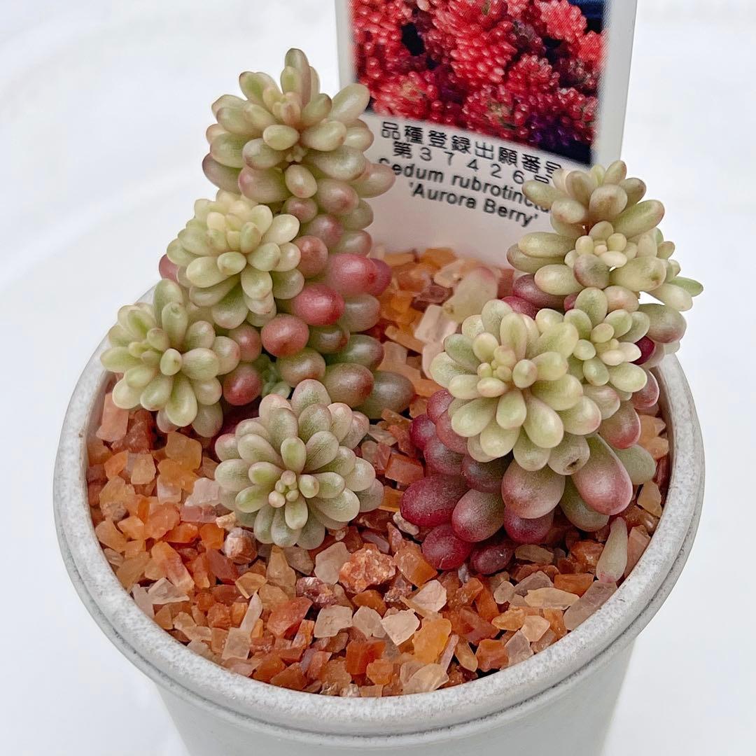 オーロラベリー