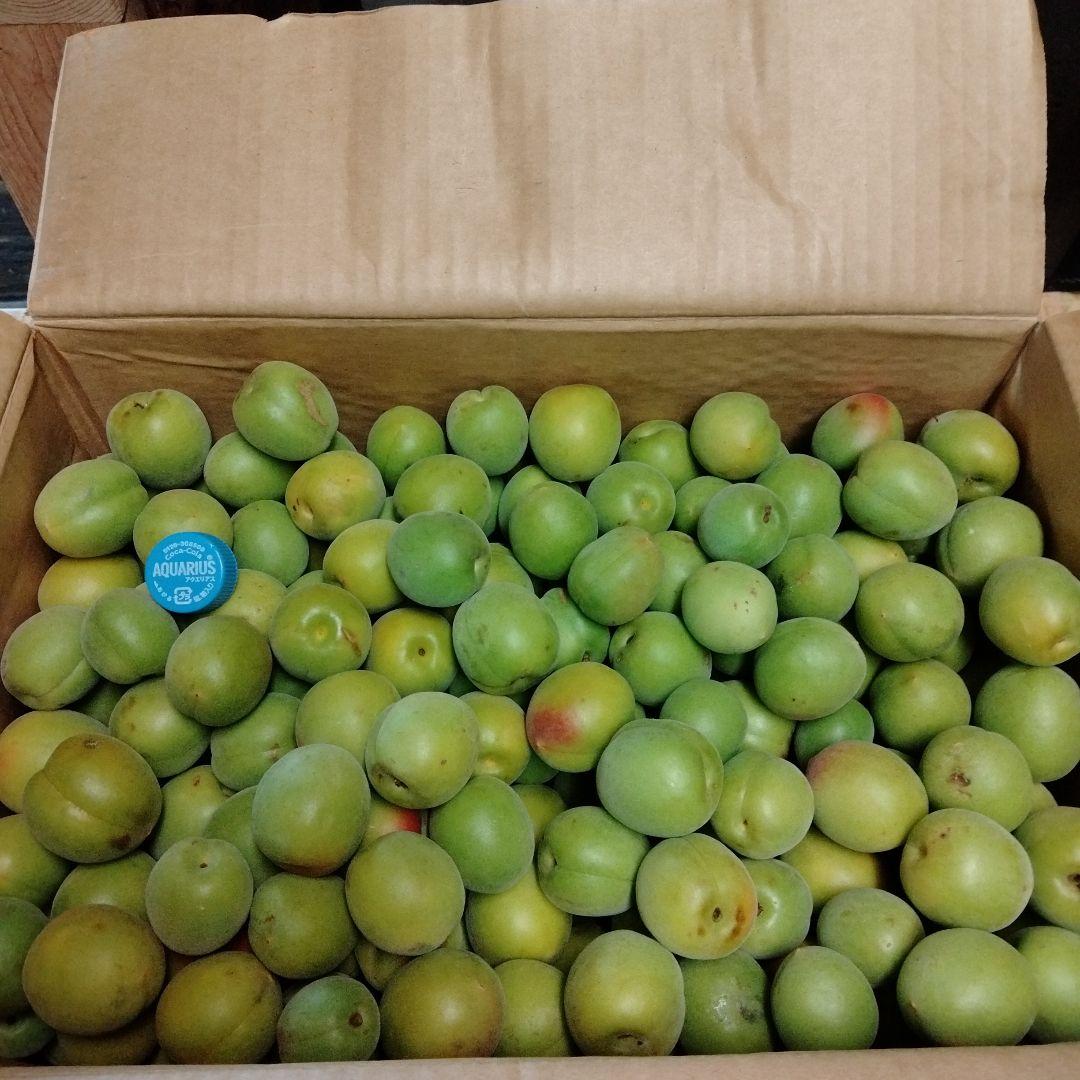 青梅　10キロ　無農薬　箱込み お 得 な 通販 サイトフラワー・ガーデニング - 青梅 10キロ 訳