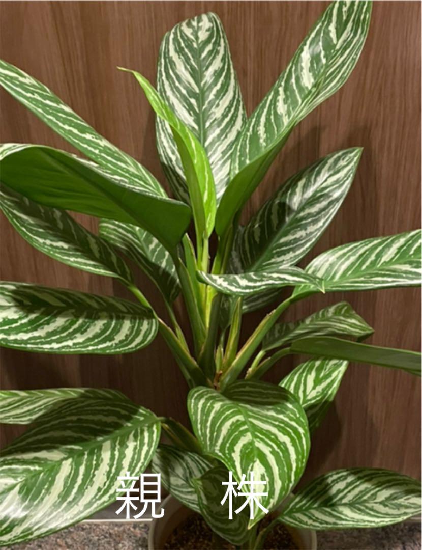 グリーン系正規店仕入れの アグラオネマ ニティドゥム カーティシー 植物 観葉植物 インテリア小物グリーン系 51 121 Eur Artec Fr