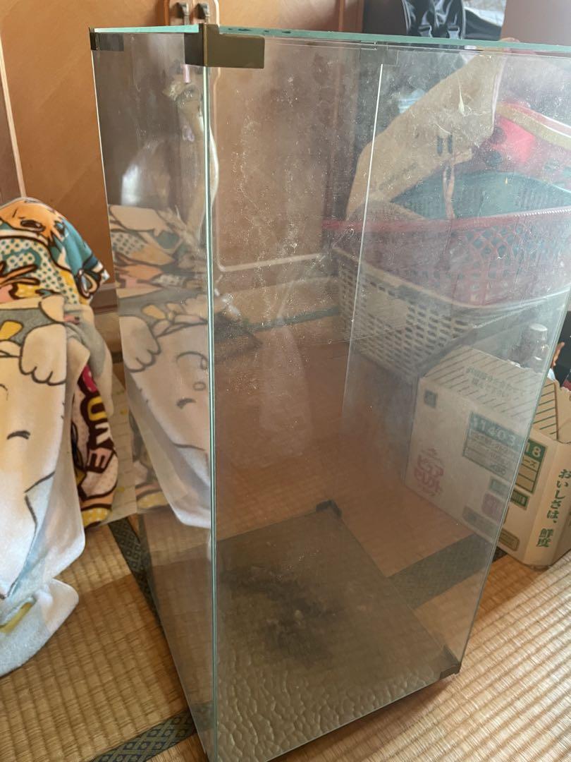 コブラとマングース　剥製