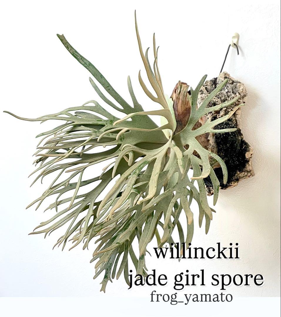 P.willinckii jade girl sporeling | naturefix