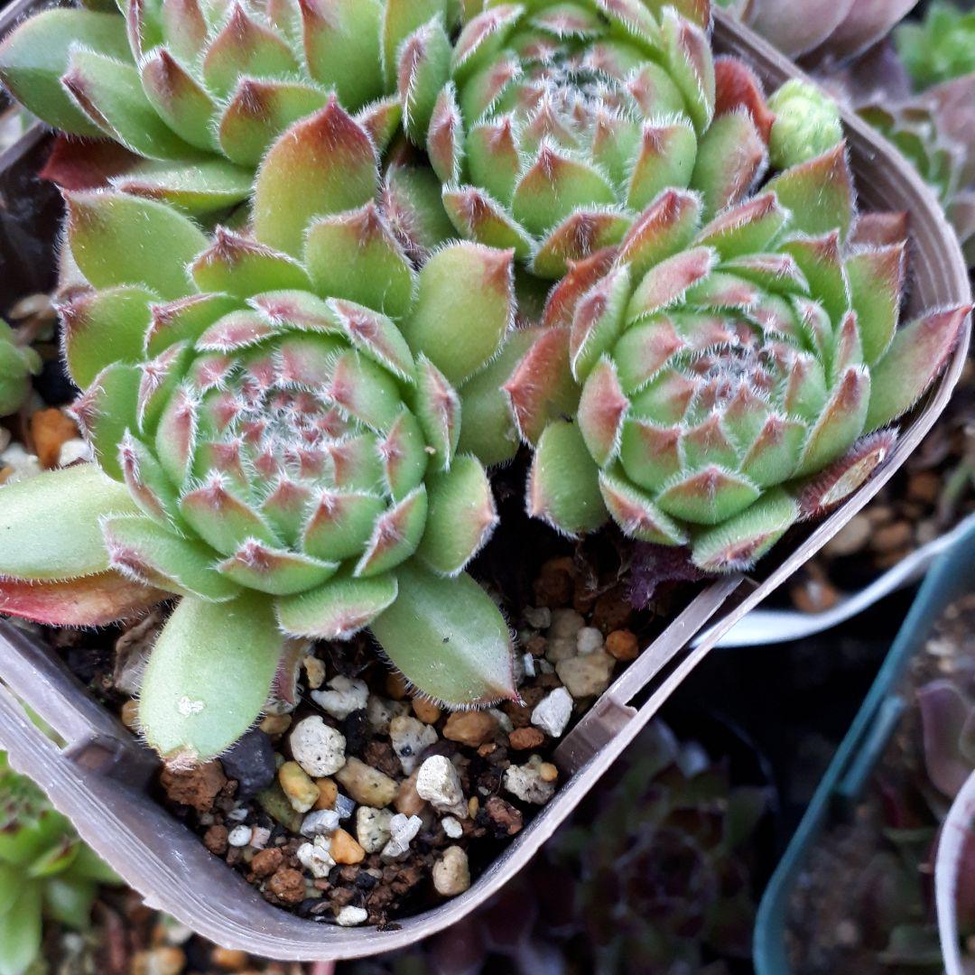 へスター② センペルビウム 多肉植物 抜き苗 へスター② センペルビウム 多肉植物 抜き苗