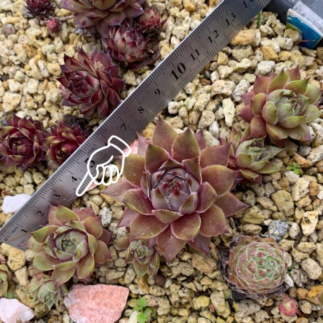 ★ネコママさま。多肉 センペル セラピス Serapis ★ネコママさま。多肉 センペル セラピス Serapis