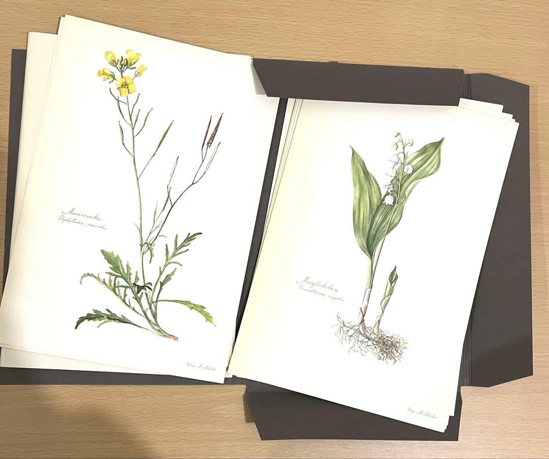 No.289ドイツ ビンテージ 紙もの ボタニカルアート 植物図鑑 水彩画