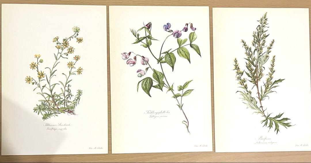 No.289ドイツ ビンテージ 紙もの ボタニカルアート 植物図鑑 水彩画
