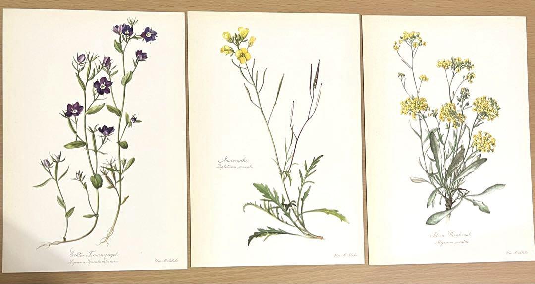 No.289ドイツ ビンテージ 紙もの ボタニカルアート 植物図鑑 水彩画
