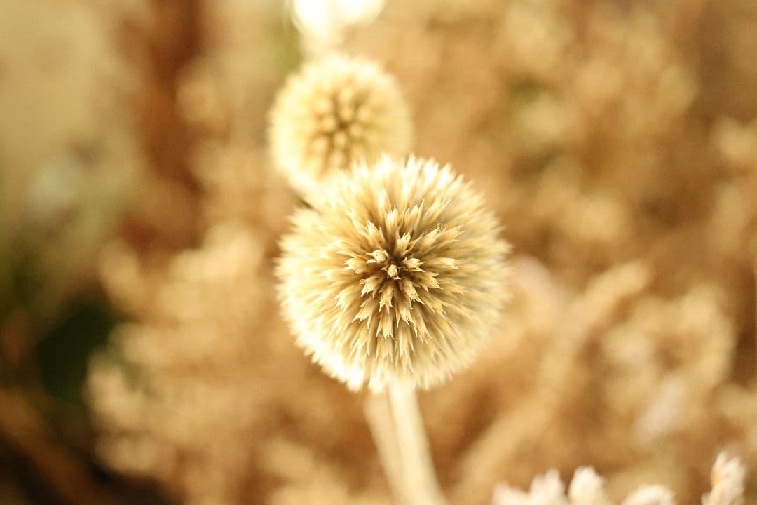 希少》Macro-Takumar 50mm F4 【美品】 | www.bioimune.com.br