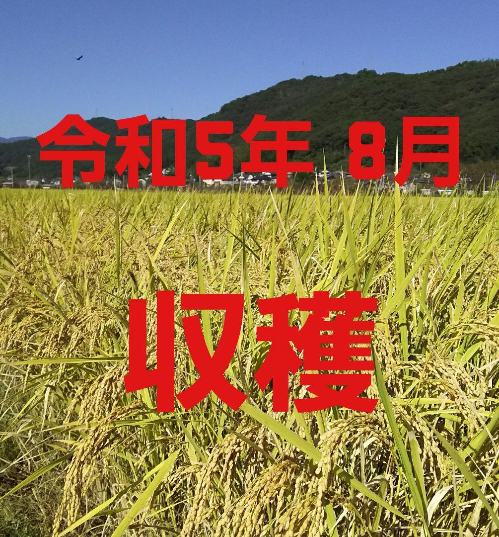 送料込み 令和5年産 高知県産 新米コシヒカリ 玄米30㎏(袋込み)