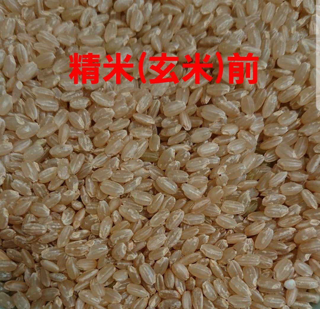 送料込み 令和5年産 高知県産 新米コシヒカリ 玄米30㎏(袋込み)
