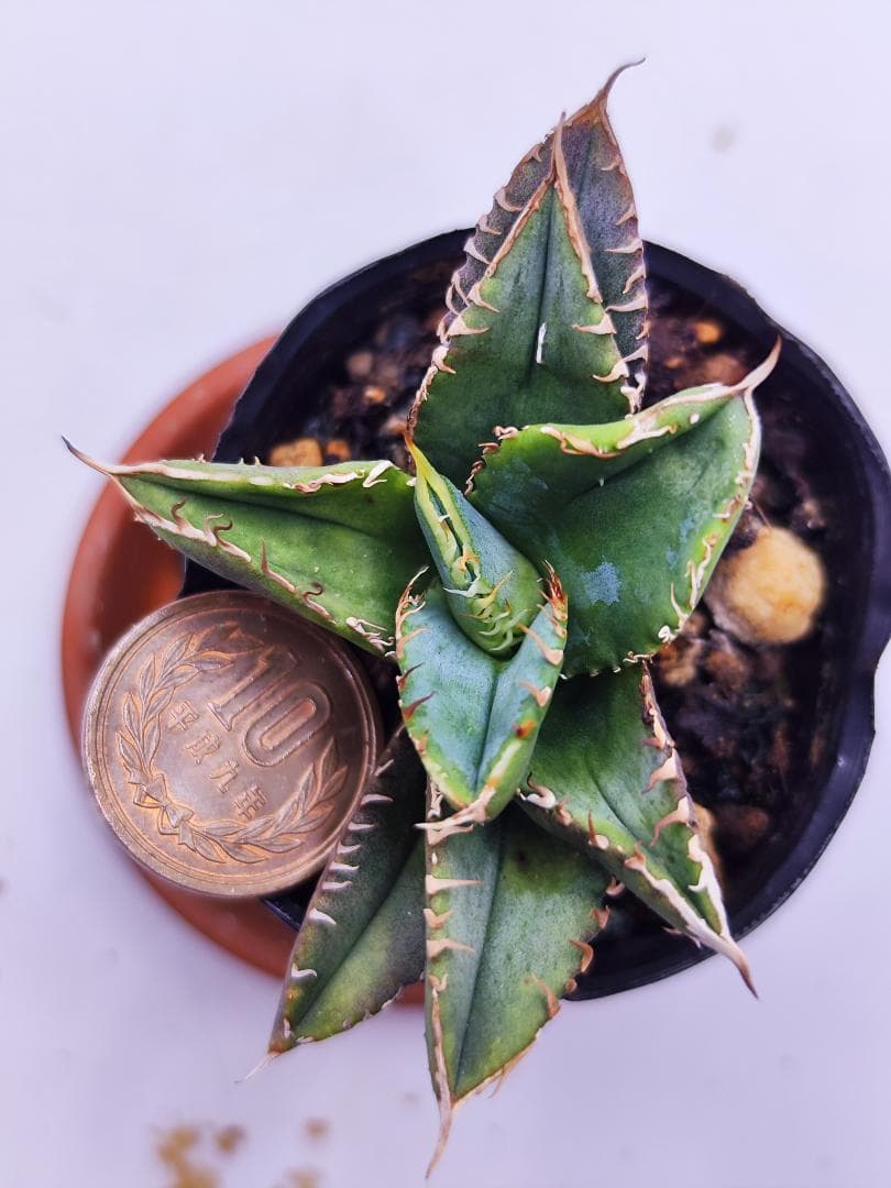 鉢植え・送料込】アガベ アメリカーナ「青の竜舌蘭」沖縄育ち 鉢植え 鉢植え・送料込】アガベ アメリカーナ「青の竜舌蘭」沖縄育ち 鉢植え