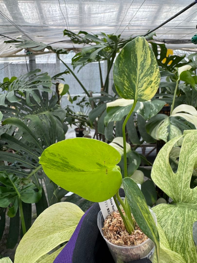 サカイリス様 リクエスト 2点 まとめ商品