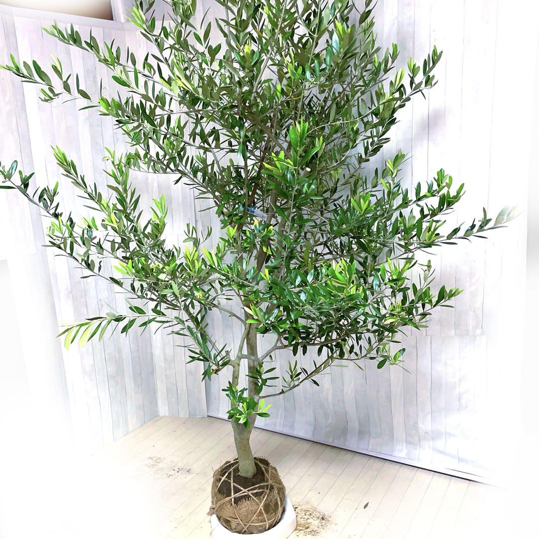 た植物|観葉植物ルッカ 特大