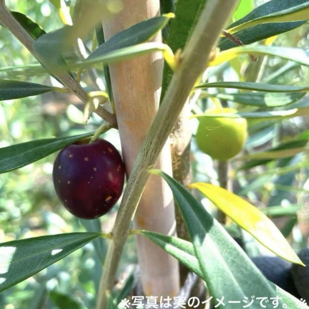 た植物|観葉植物ルッカ