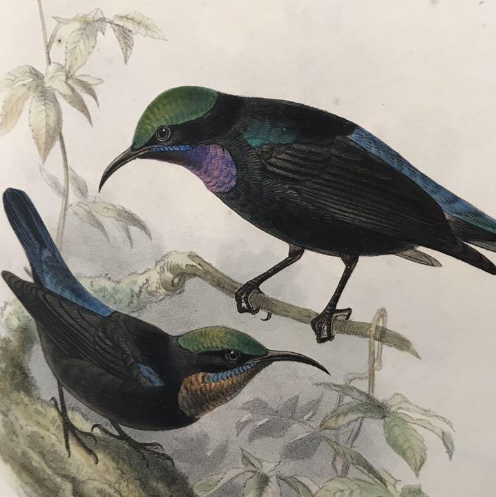 おすすめネット ハチドリの自然史 10年からの手彩色版画一葉 極美 版画 Www Villanideluca Com