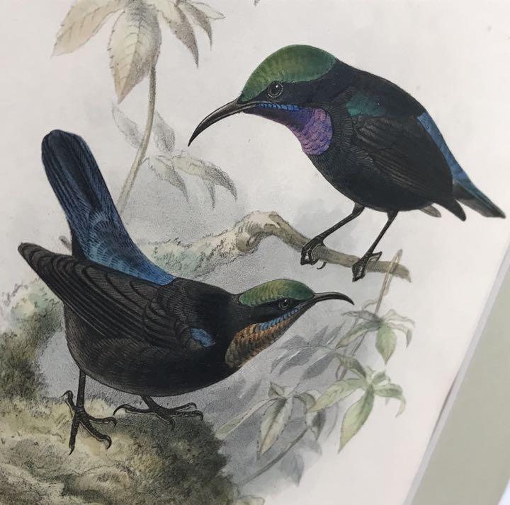 おすすめネット ハチドリの自然史 10年からの手彩色版画一葉 極美 版画 Www Villanideluca Com