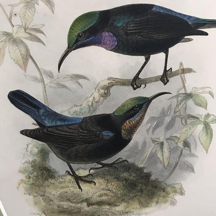おすすめネット ハチドリの自然史 10年からの手彩色版画一葉 極美 版画 Www Villanideluca Com