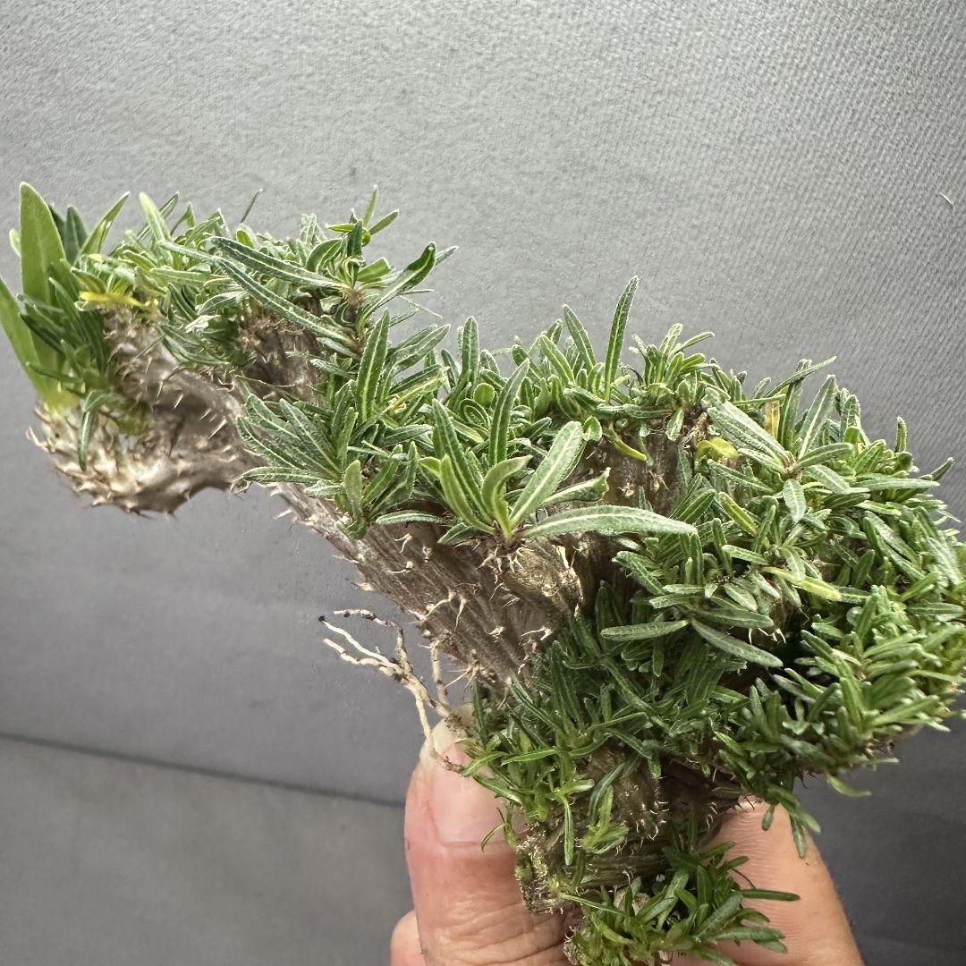 1586珍奇植物 パキポディウム グラキリス 綴化 実生 選抜株