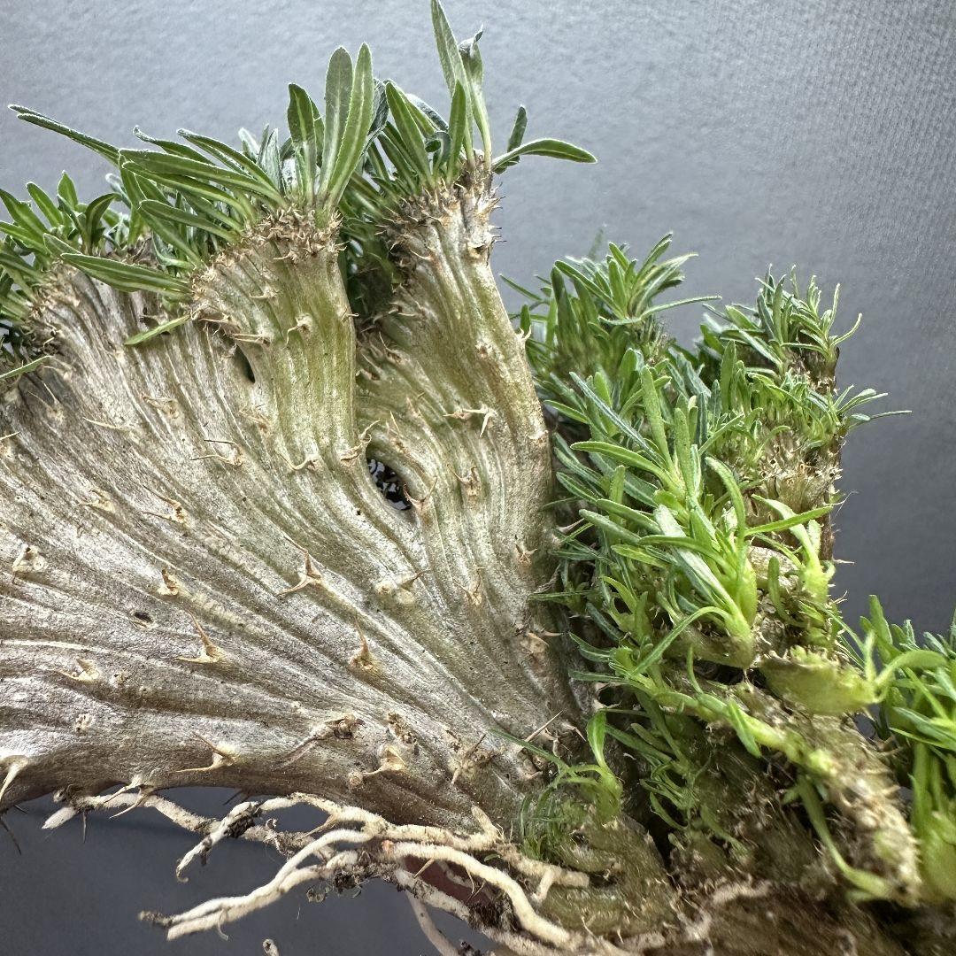 1586珍奇植物 パキポディウム グラキリス 綴化 実生 選抜株