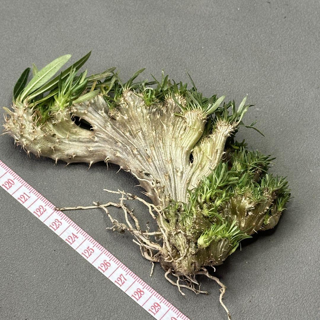 1586珍奇植物 パキポディウム グラキリス 綴化 実生 選抜株