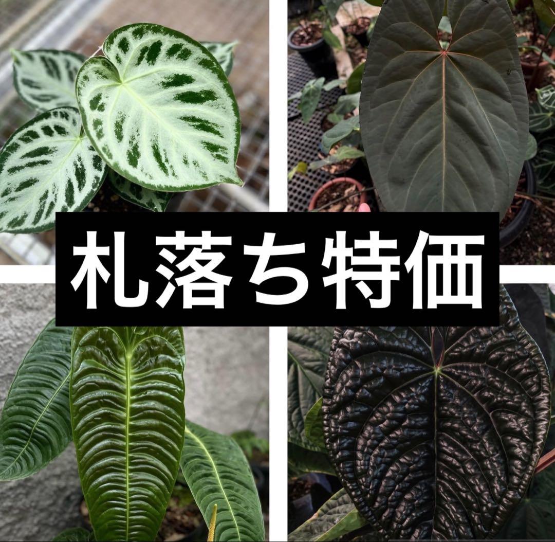 SHU様専用超特価 札落ち アンスリウム anthurium 複数購入可