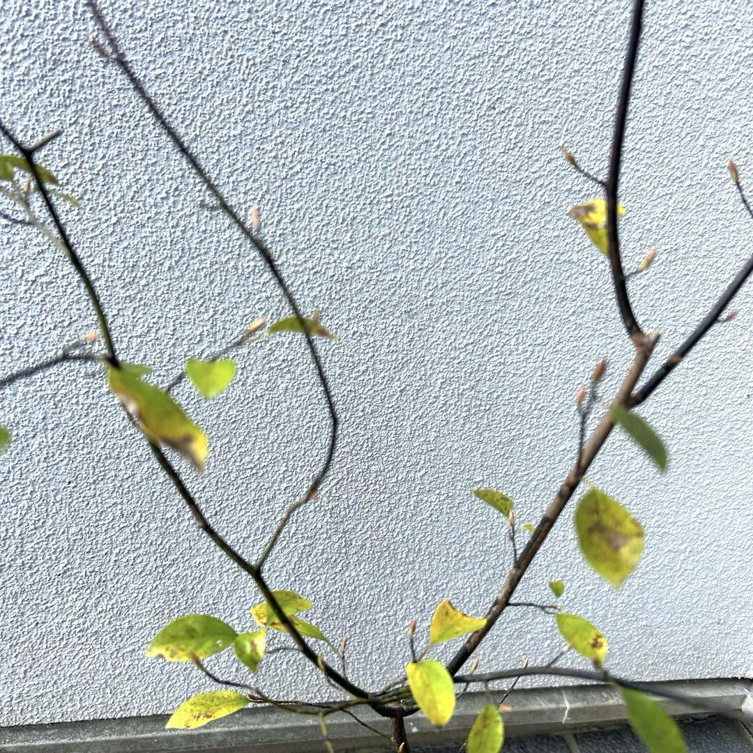 クロモジ（根巻き苗）黒文字 クロモジ苗木 - 落葉樹オンライン