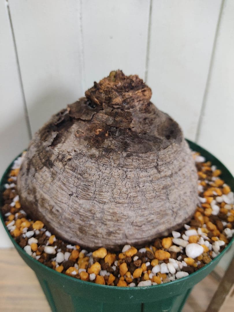 珍奇塊根種 ユーフォルビア