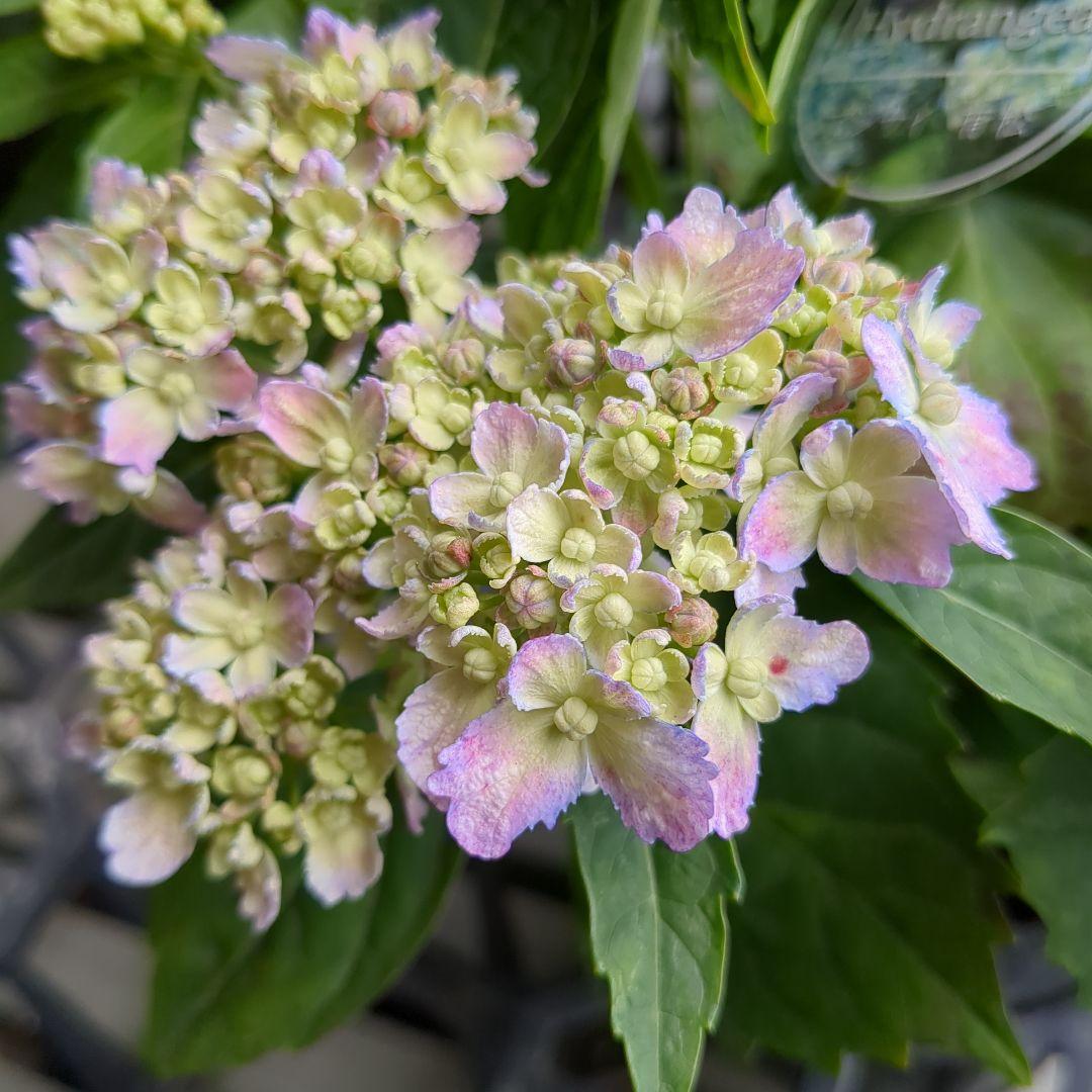 紫陽花/開花5号鉢