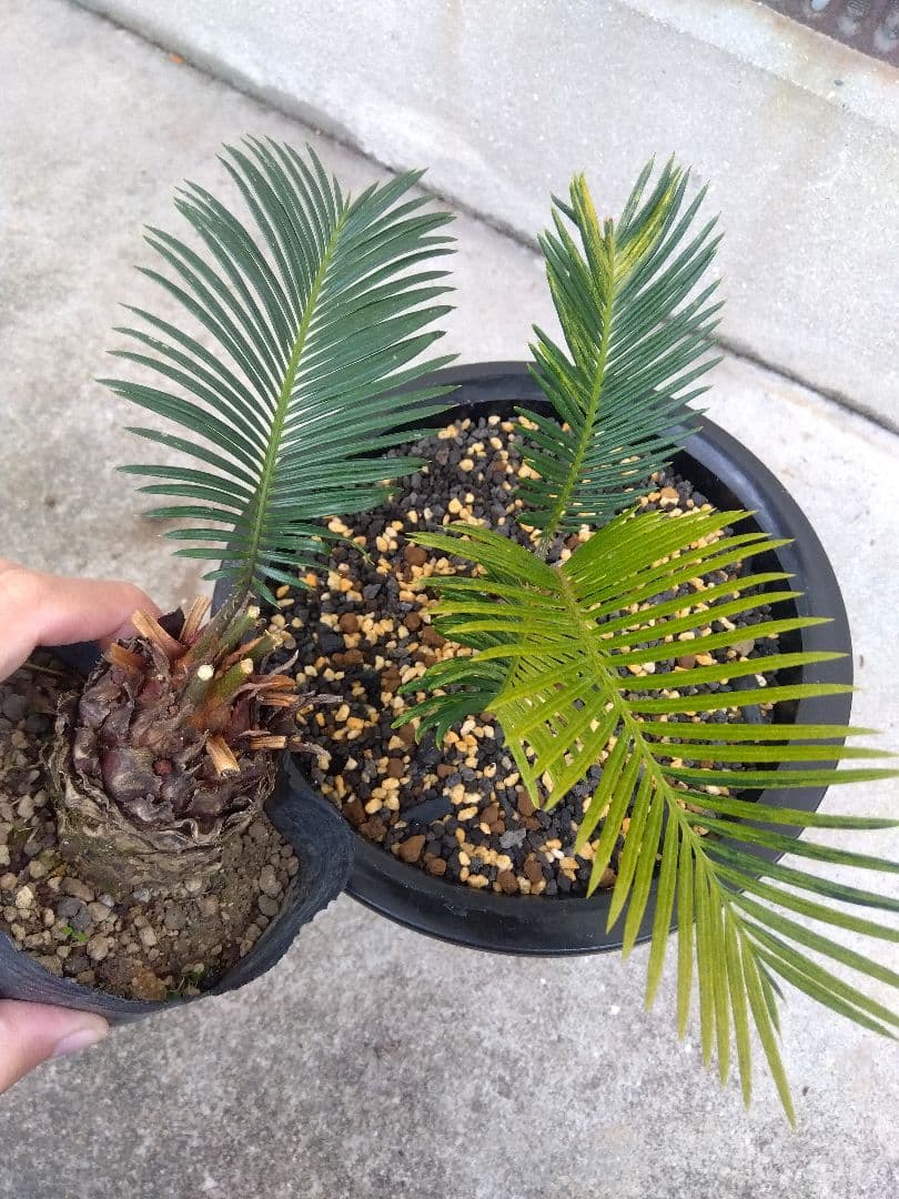 ソテツ 斑入り 7号鉢つき 超斑入り❗ ① - メルカリ ソテツ 斑入り 7号鉢つき 超斑入り❗ ① - メルカリ