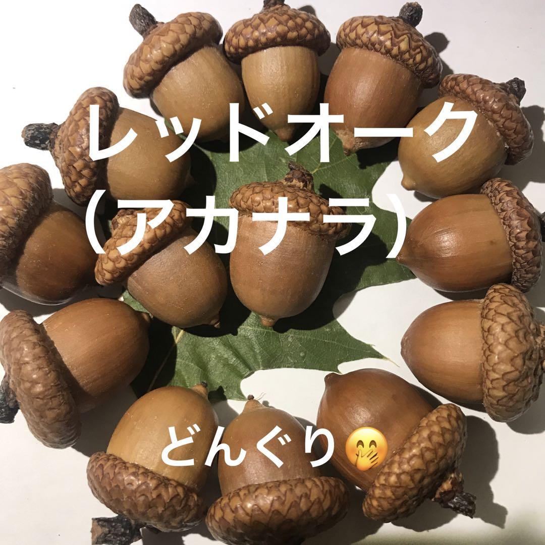 北海道 レッドオーク