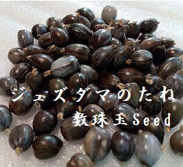 数珠玉　ジュズダマ　4kg+予備400g インテリア用ジュズダマの販売