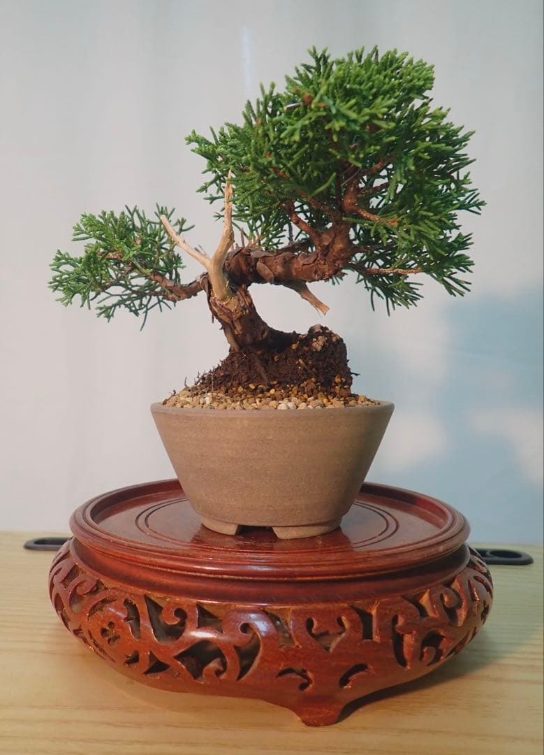 ミニ真柏 太くてかっこいいです目立った傷や汚れなし YUZUMIYA_COM