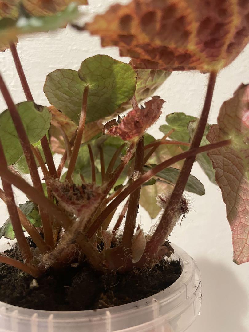 週末セール 怪奇植物 ベゴニア フェロックス 激レア 希少植物 ②