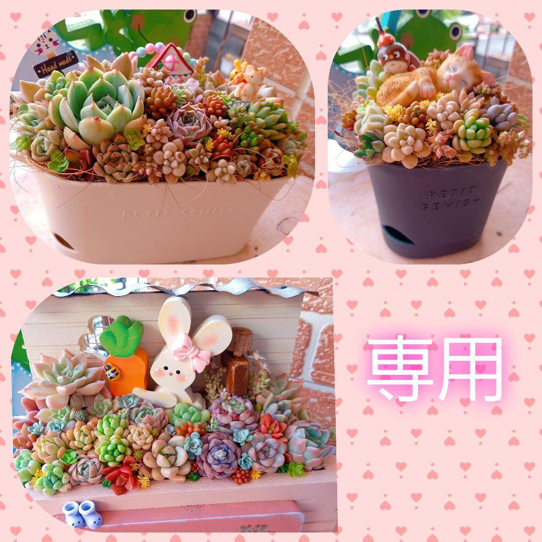 ❤️専用❤️多肉植物❤️そのまま飾れる寄せ植え❤️ ❤️専用❤️多肉植物❤️そのまま飾れる寄せ植え❤️ 観葉植物