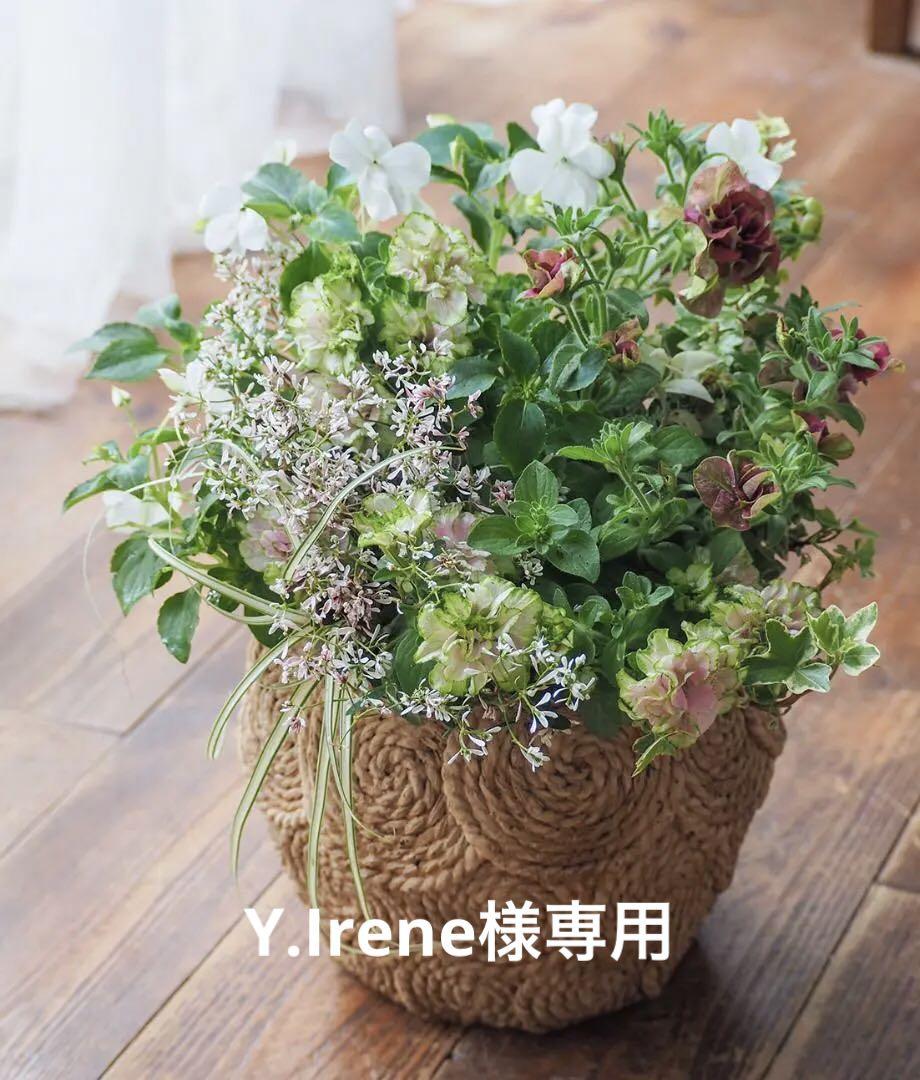 Y.Irene様専用ページ