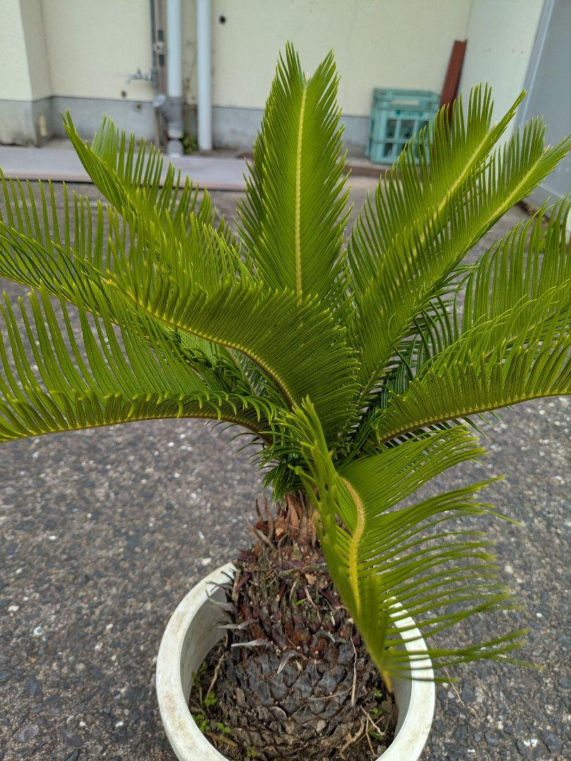 ソテツ 観葉植物 60cm