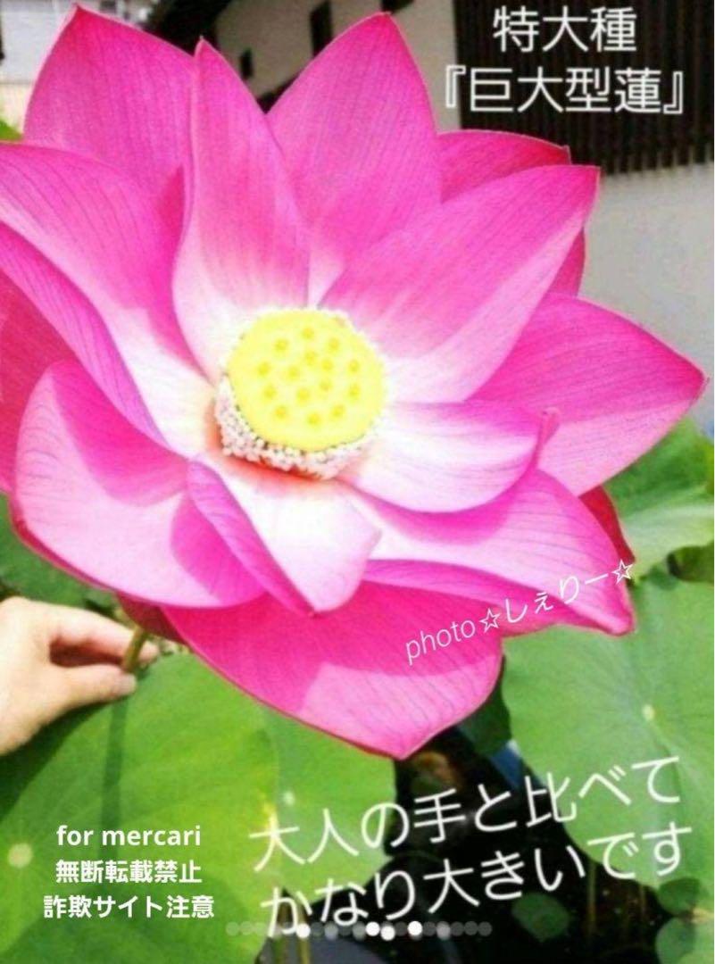 M213 ☆ 発芽済 ☆ 花蓮 蓮根 ハス 蓮の種 蓮の苗 【2苗