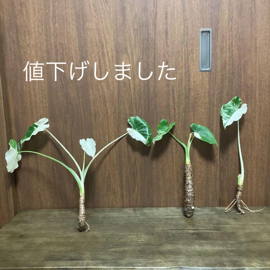 斑入りクワズイモ3株セット
