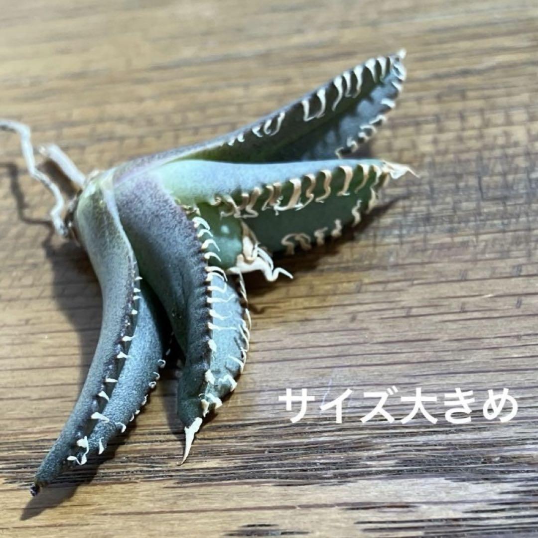 す*ー様 オークション【匿名配送】アガベ チタノタ 白幽霊