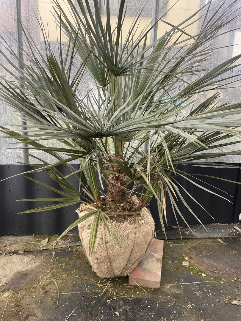 チャメロプス セリフェラ ロストラータ い その他観葉植物