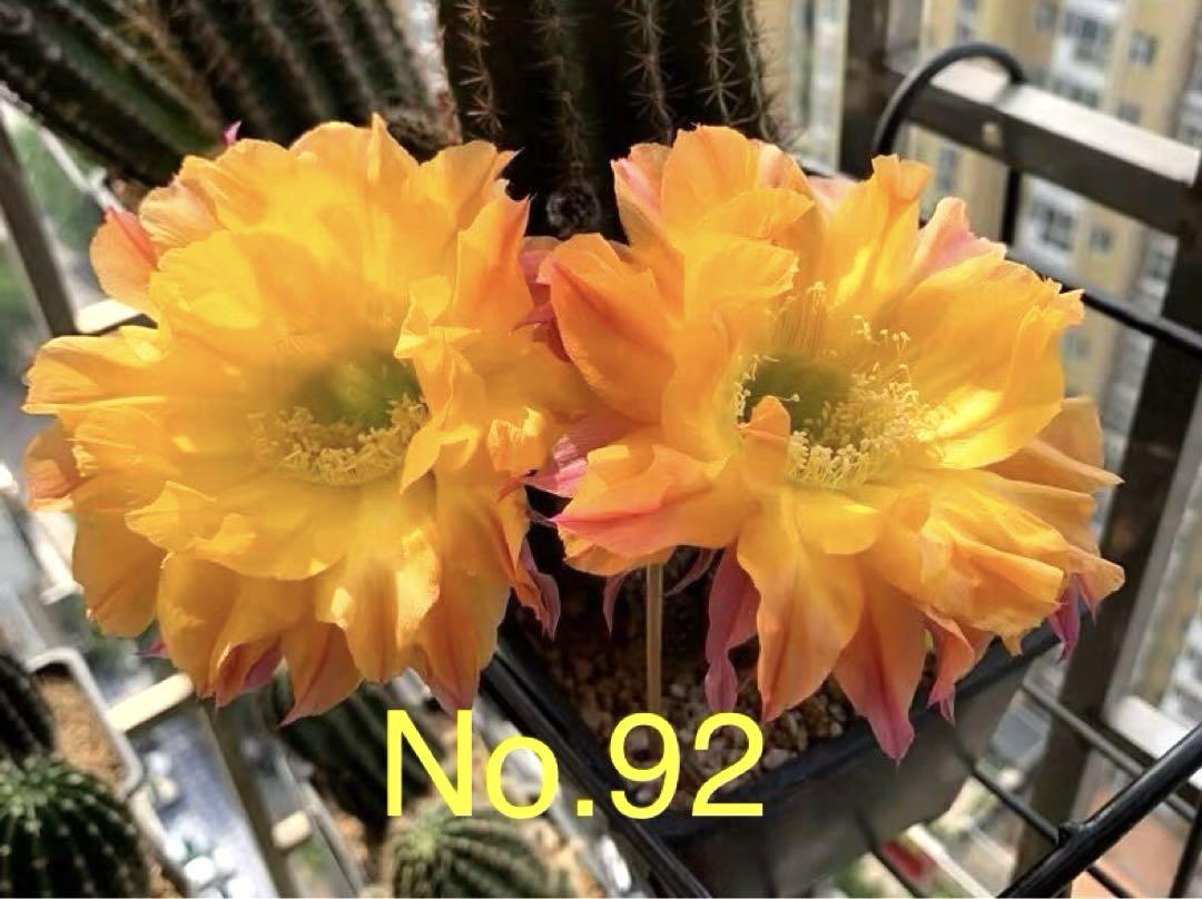 実生品種‼️花サボテン はにまる 多肉植物 花サボテン 星川丸 (実生) 大苗 - メルカリ