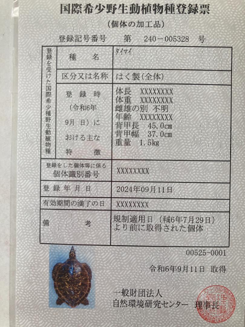 タイマイの剥製（国際稀少野生動植物種登録票あり）【再々値下げ】